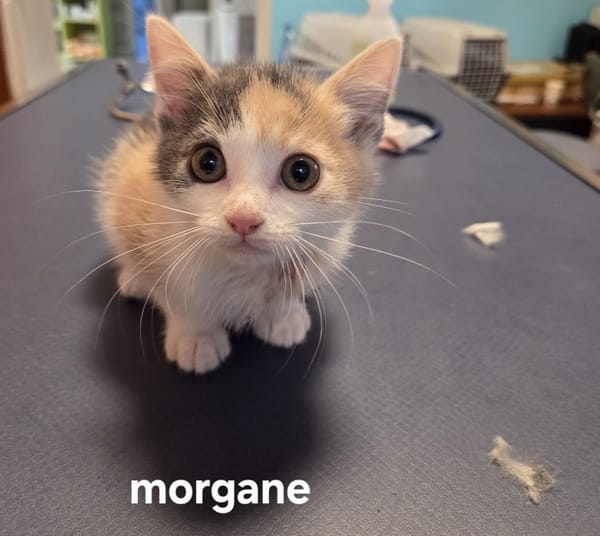 Morgane (en cours d'adoption)