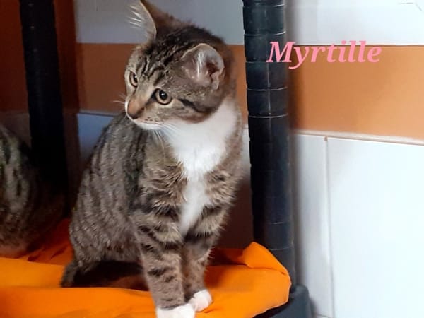Myrtille