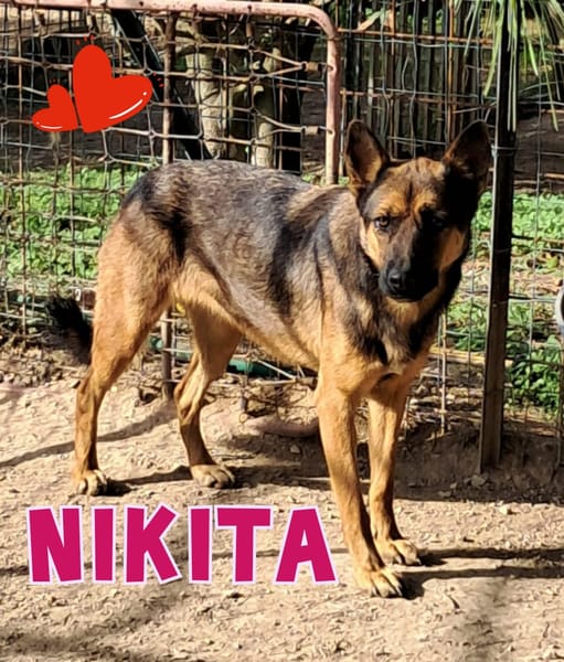 NIKITA....simpatica cane lupa