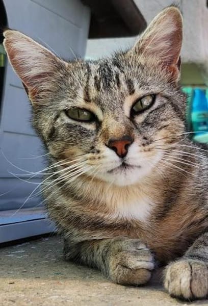 Verschmuste, fröhliche Katze Zoe