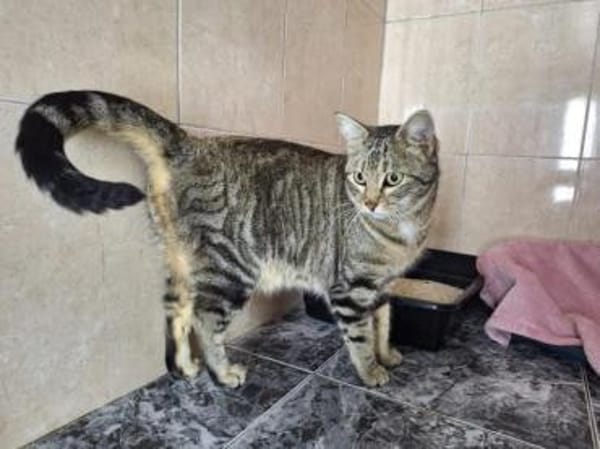 Verschmuste, fröhliche Katze Zoe