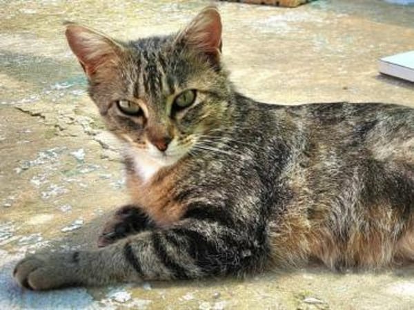 Verschmuste, fröhliche Katze Zoe