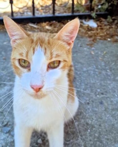 Freundlicher, junger Kater Mäx