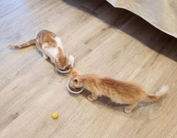 Junges Kater Duo Clarence und Golden