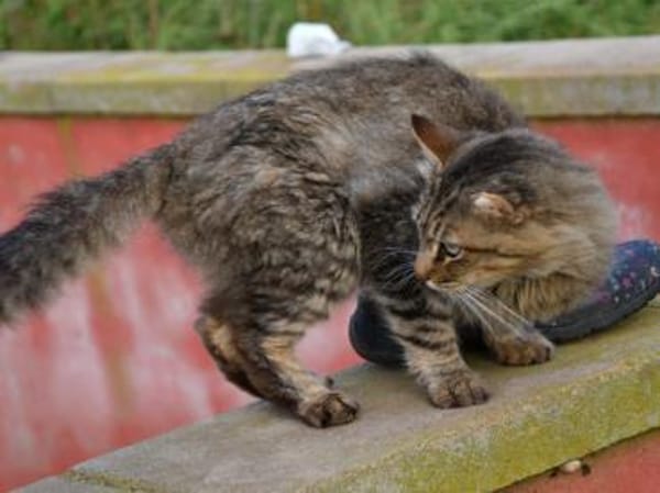 Unkomplizierter Lauro sucht Zuhause