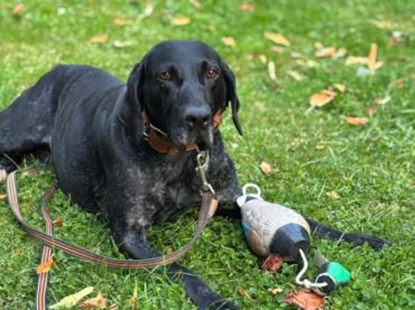 Ringo möchte gefordert werden