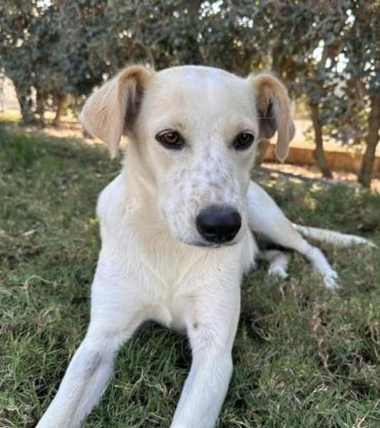 Morgana, Pflegestelle in Bayern