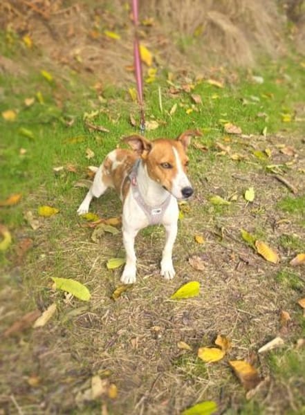 Toller Jack Russel Mix