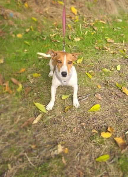 Toller Jack Russel Mix