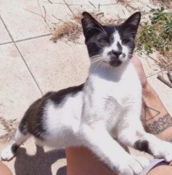 Junger, zutraulicher Kater Kolumbus