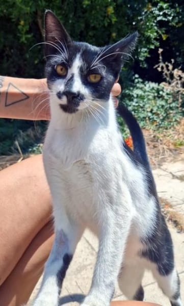 Junger, zutraulicher Kater Kolumbus