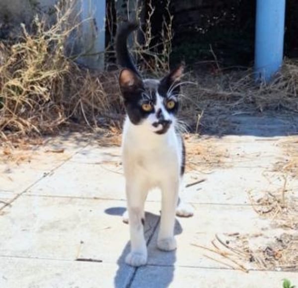 Junger, zutraulicher Kater Kolumbus