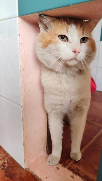 Freundlicher Kuschelkater Dolar