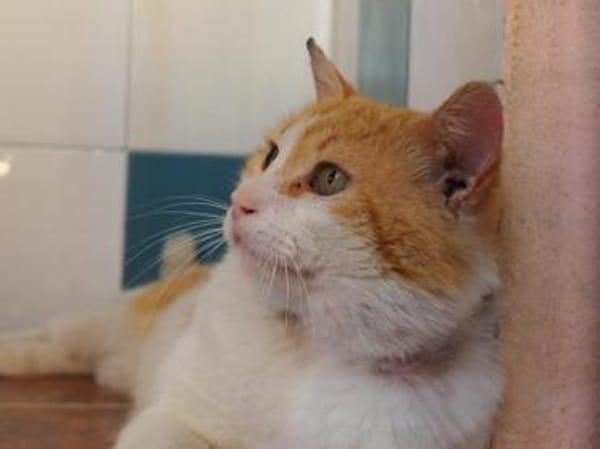 Freundlicher Kuschelkater Dolar