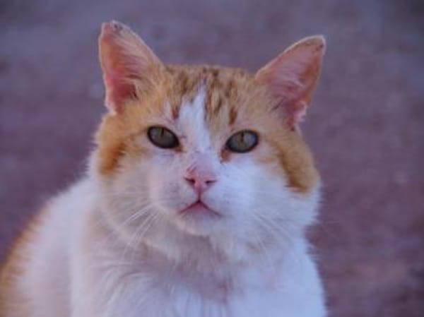 Freundlicher Kuschelkater Dolar