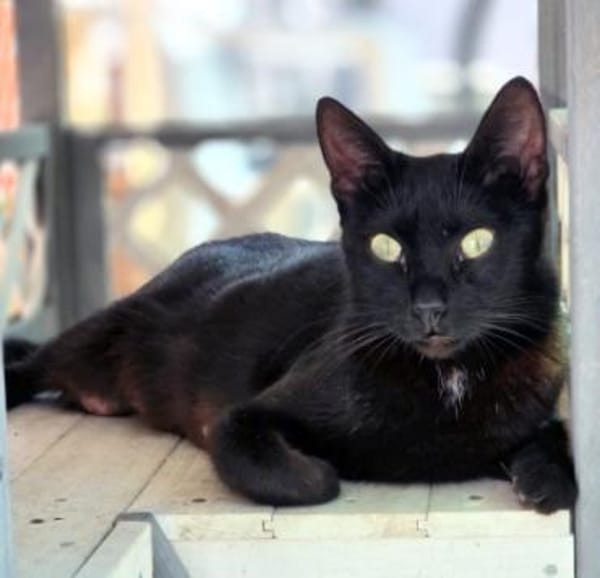 Hübsche, menschenbezogene Katze Cleo