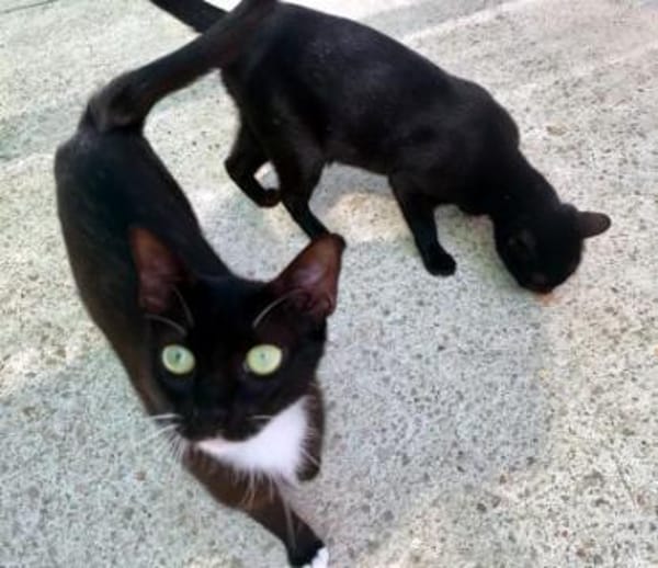 Hübsche, menschenbezogene Katze Cleo