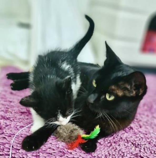 Hübsche, menschenbezogene Katze Cleo