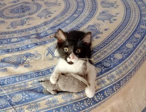 Junges, offenes Katzenmädchen Carmelita