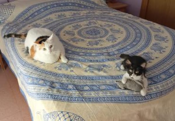 Junges, offenes Katzenmädchen Carmelita