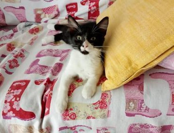 Junges, offenes Katzenmädchen Carmelita