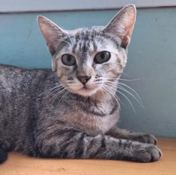 Zutrauliche Katze Alona