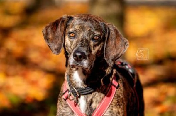 Wer schenkt Cinzia sein Herz?