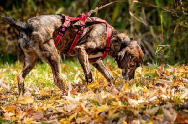 Wer schenkt Cinzia sein Herz?