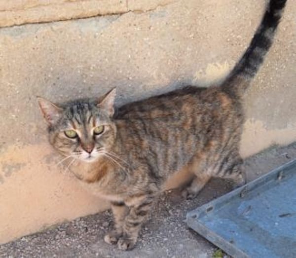 Liebe, zutrauliche Katze Micaela