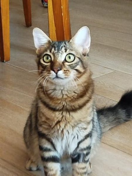 Junges Katerduo Elis und Piruleta