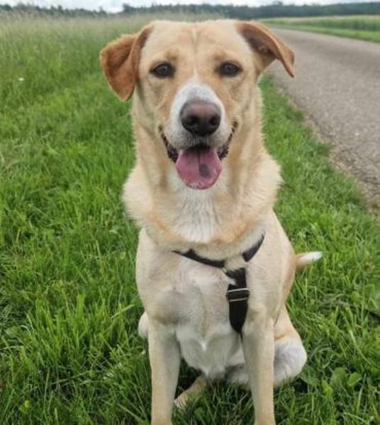 Gina, Pflegestelle in Baden Württemberg