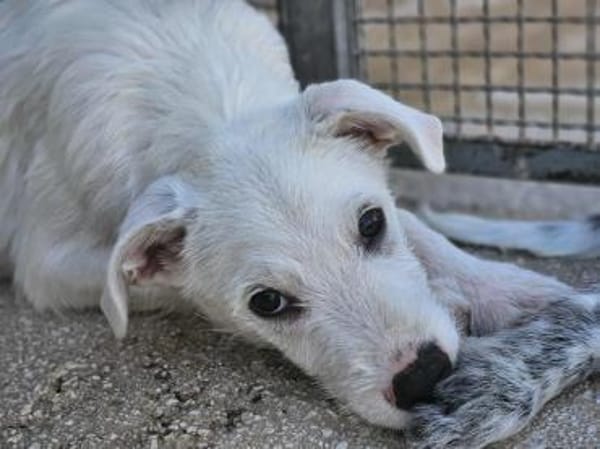 Federico in der Tierherberge Donzdorf