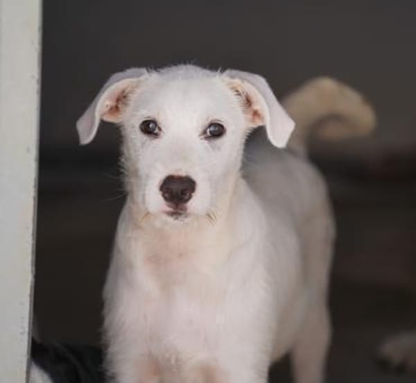 Federico in der Tierherberge Donzdorf