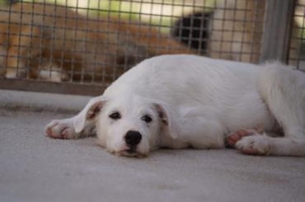 Federico in der Tierherberge Donzdorf