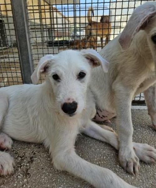Federico in der Tierherberge Donzdorf