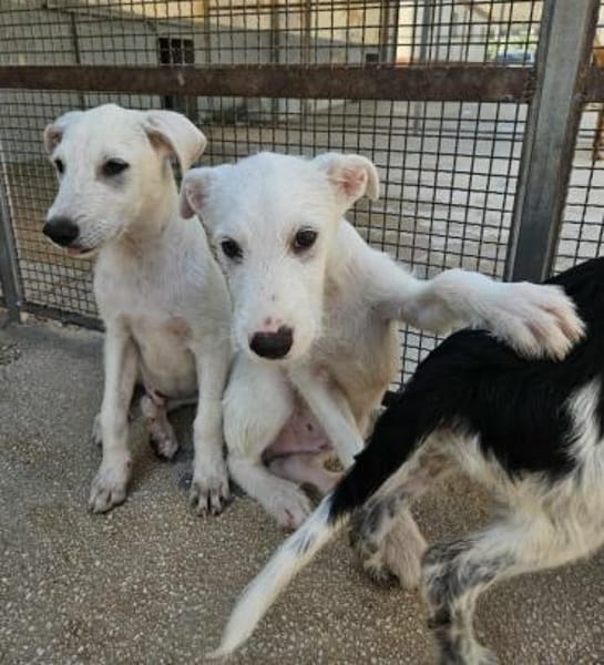 Federico in der Tierherberge Donzdorf