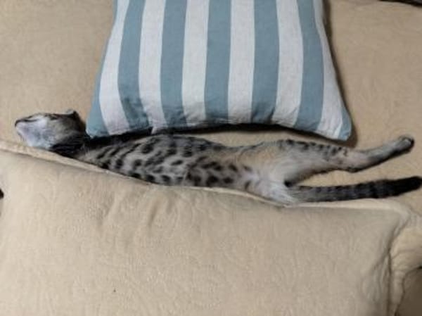 Liebes Katzenduo Dina und Elliot