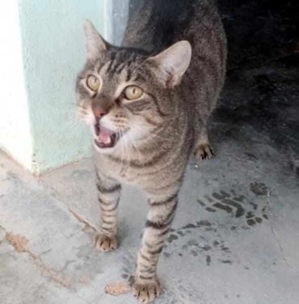 Liebevoller Kater Cádiz