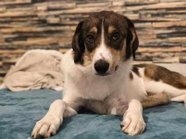 Adam - mit einem Herz aus Gold