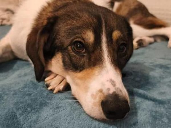 Adam - mit einem Herz aus Gold