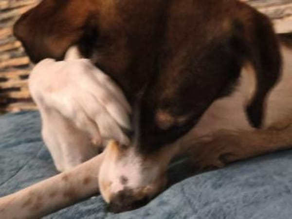 Adam - mit einem Herz aus Gold