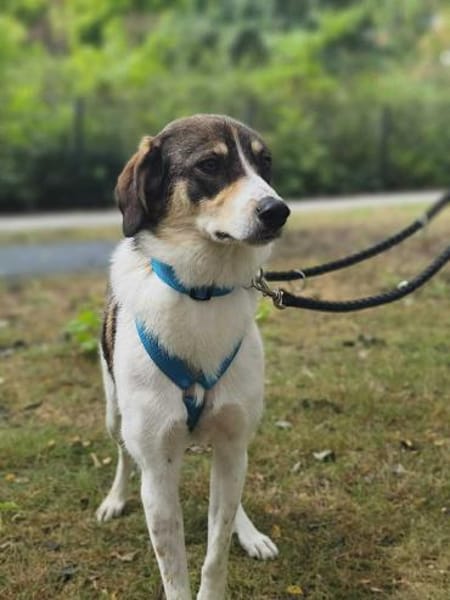 Adam - mit einem Herz aus Gold