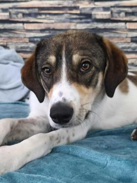 Adam - mit einem Herz aus Gold