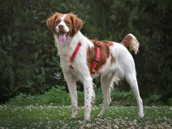 Schenken Sie Bill ein Zuhause für immer?