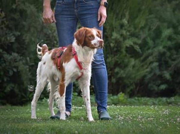 Schenken Sie Bill ein Zuhause für immer?