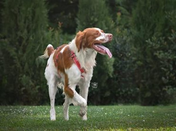 Schenken Sie Bill ein Zuhause für immer?