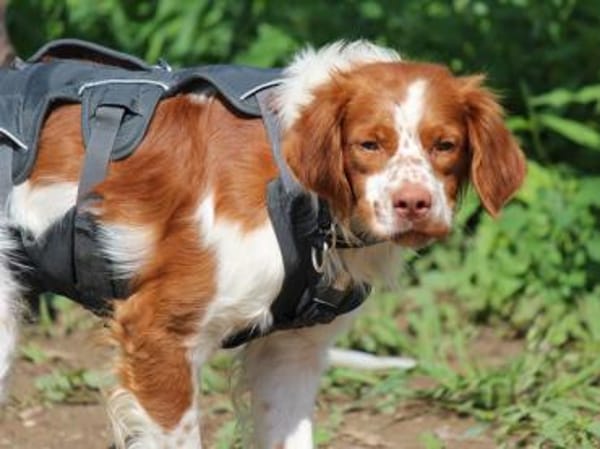 Schenken Sie Bill ein Zuhause für immer?