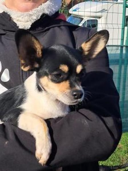 Paul, neugieriger kleiner Chihuahua-Jung