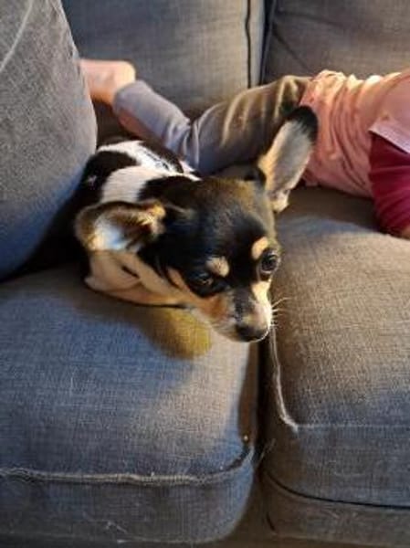 Paul, neugieriger kleiner Chihuahua-Jung