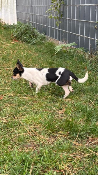 Paul, neugieriger kleiner Chihuahua-Jung